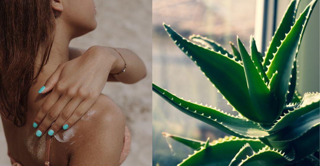 Warum ist die Wunderpflanze Aloe Vera so gut für deine Haare?