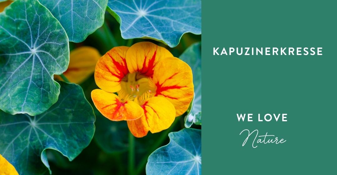 kapuzinerkresse-naturheilkraefte