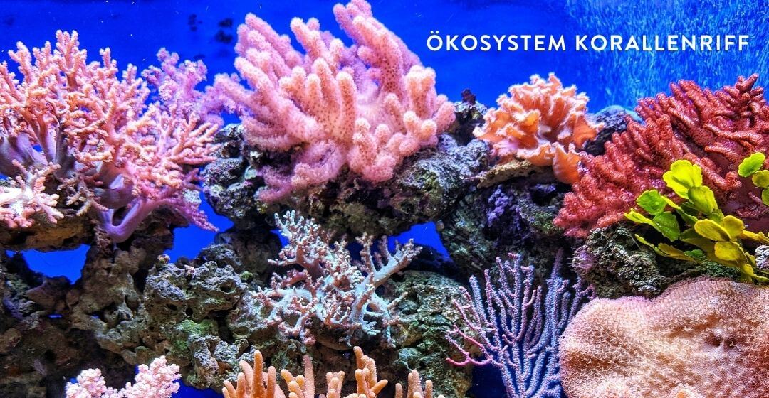 Ökosystem Korallenriff schuetzen